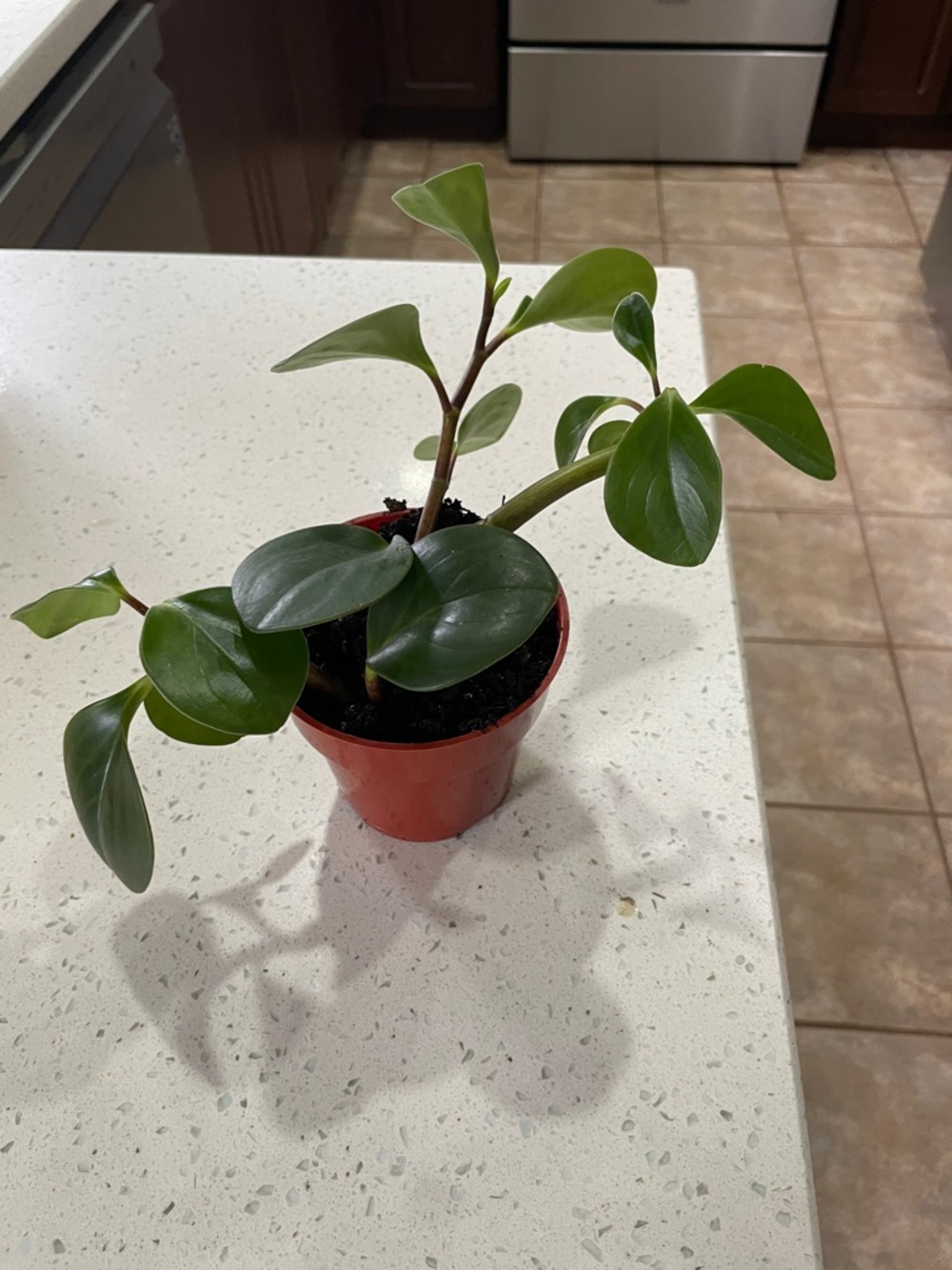 Live Green Peperomia Houseplant in Red Nursery Pot - ship to Ontario only